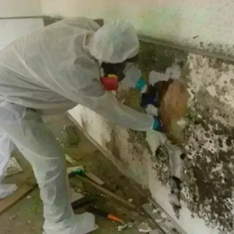 Mold Remediation and Removal in Oliver Springs, TN